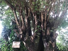 -瑞丽独树成林风景区