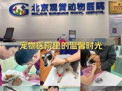 -北京观赏动物医院·24小时大型综合·猫专科·异宠专科