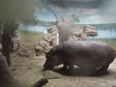 河马犇犇20201115-北京动物园