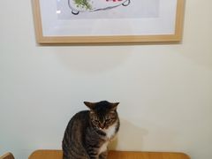 -滚猫咖啡·猫咖·猫友好撸猫(未来城店)