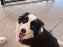 -艾贝尔宠物医院 ·中兽医·宠保定点(北门桥店)