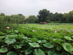 iphone_upload_pic-紫竹院公园冰场