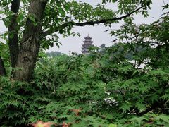 -铁山坪森林公园
