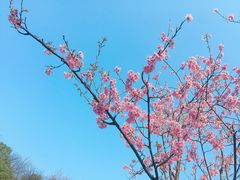 -杭州植物园