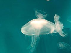 -芜湖新华联大白鲸海洋公园