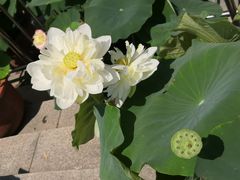-莲花池公园