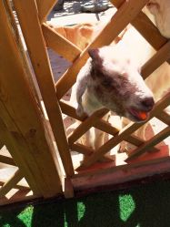 -萌宠亲子动物乐园(槐房万达店)