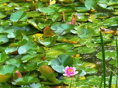 -黄海国家森林公园