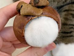 -欣宠猫屋·矮脚拿破仑·蓝金金渐层
