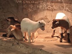 -Zoolung Zoolung动物主题公园(海信广场店)