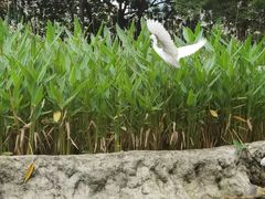 -成都市活水公园