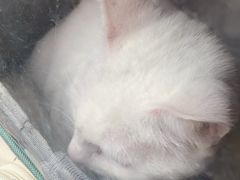 -艾吉宠物医院·疑难杂症转诊中心·猫友好(碧江路院)