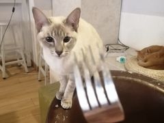 -Cappucimeow猫咪咖啡馆(韦伯时代店)