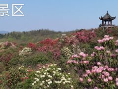 -贵州百里杜鹃风景名胜区
