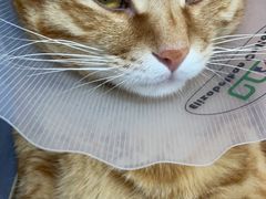 -纳吉亚猫专科动物医院·北北分院