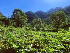 -秦岭风景区
