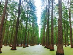 -渌洋湖湿地公园