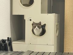 -琪喵猫屋·撸猫猫咖·猫舍