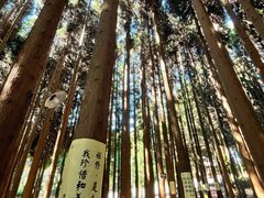 -武陵山森林公园