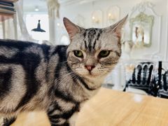 -共舞时光猫咖·狗咖(新街口店)