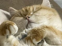 -宠爱国际动物医院· 猫科· 外科·中兽医(长白店)