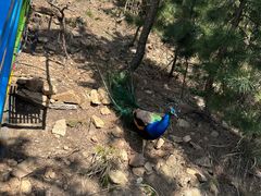 -西霞口神雕山野生动物世界