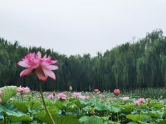 -东升八家郊野公园