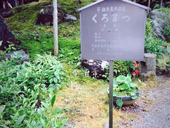 -中村藤吉(本店)