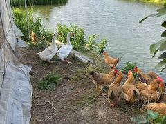 -马陆小张葡萄园农家乐