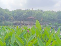 -西溪国家湿地公园