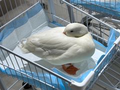 -怪兽屋·羊驼·猫咖·狗咖(俊华广场店)