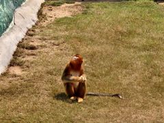 -西霞口神雕山野生动物世界