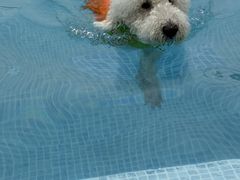 -爪吧宠物乐园 (温榆河示范区店)