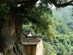-杨家堂村