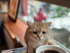 -咖法森林·咖啡  酒吧(天河店)