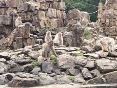 -合肥野生动物园
