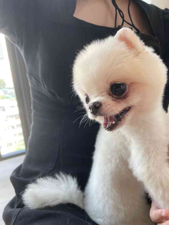 honeypuppy狗咖(万科钻石广场店)-"[薄荷]环境:一楼是榻榻米,周围一圈