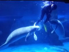 -烟台海昌鲸鲨海洋公园