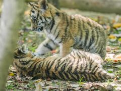 -常州淹城野生动物世界