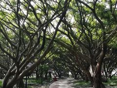 -江心屿景区