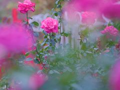 -人民公园(罗湖区)