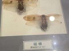 -上海昆虫博物馆