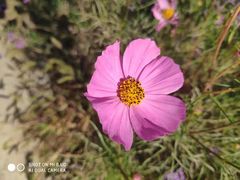 -武清南湖绿博园