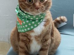 -荔康动物医院(康王北路店)