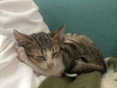 -宠颐生动物医院·猫科·心脏科(海口分院)