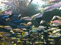 -上海海洋水族馆