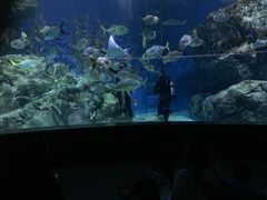 -暹罗海洋世界