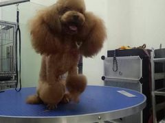 -沐沐家宠物(成寿寺店)