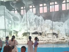 -帝企鹅自助餐厅•儿童岛•真企鹅(长隆企鹅酒店)