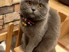 -猫的茶·猫咖